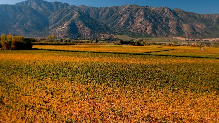 Viña Cousiño Macul Traditional Wine Tour in English, Santiago Boutique Winery (4/10)
