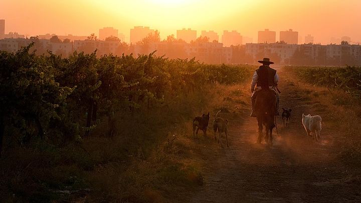 Viña Cousiño Macul Traditional Wine Tour in English, Santiago Boutique Winery (2/10)
