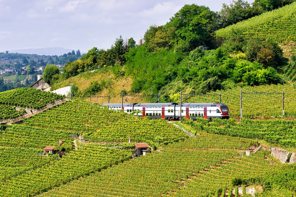 A passenger train running along a hillside of terraced vineyards