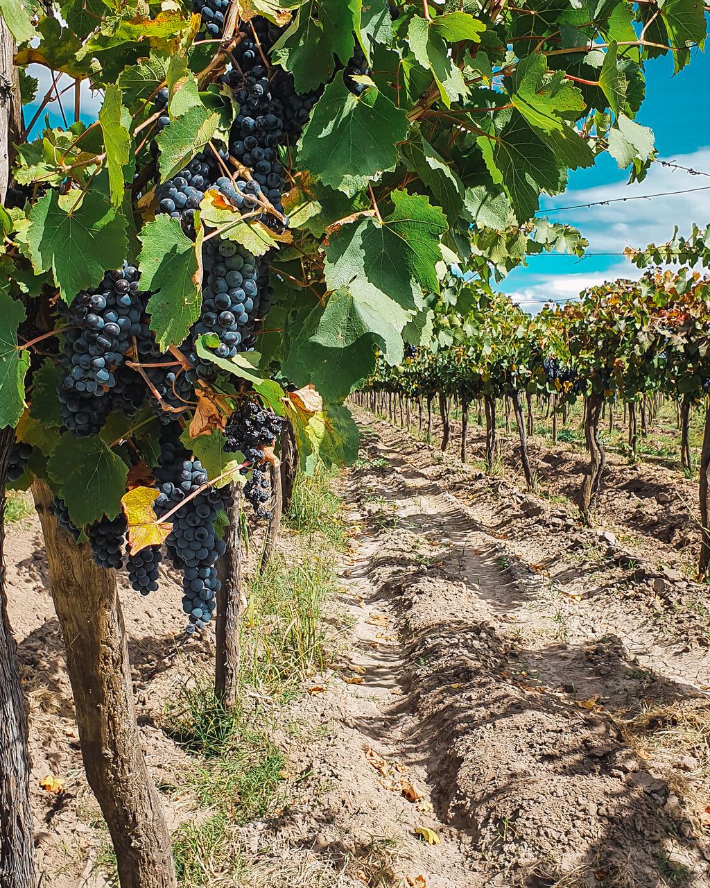 Vines trained overhead with bunches of dark grapes above a dusty path in Mendoza
