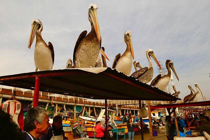 Santiago to Valparaiso Cruise Terminal Transfer with Casablanca Winery and City Tour (8/12)