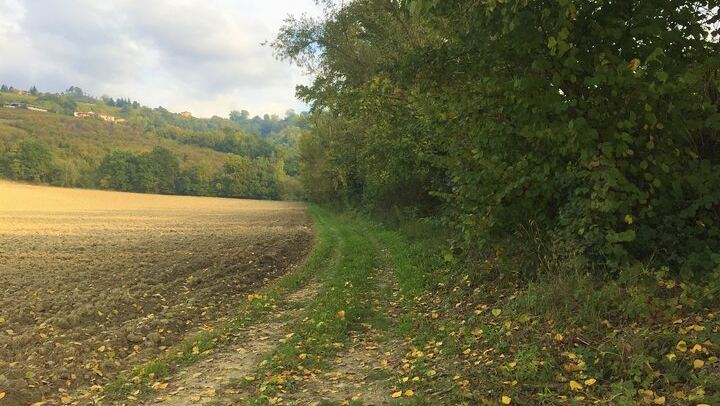 Alba Truffle Hunt and Barolo Tasting: 4-Hour Langhe Tour with Truffle Dog (2/7)