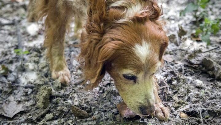 Alba Truffle Hunt and Barolo Tasting: 4-Hour Langhe Tour with Truffle Dog (4/7)