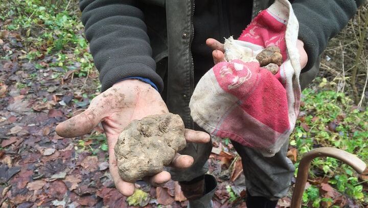Alba Truffle Hunt and Barolo Tasting: 4-Hour Langhe Tour with Truffle Dog (3/7)