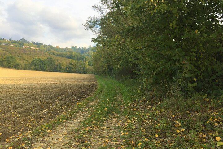 Alba Truffle Hunt and Barolo Tasting: 4-Hour Langhe Tour with Truffle Dog (2/7)