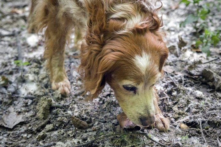 Alba Truffle Hunt and Barolo Tasting: 4-Hour Langhe Tour with Truffle Dog (4/7)