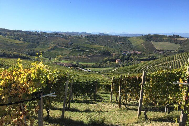 Alba Truffle Hunt and Barolo Tasting: 4-Hour Langhe Tour with Truffle Dog (6/7)