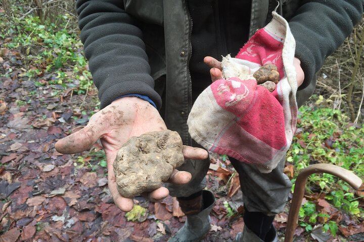 Alba Truffle Hunt and Barolo Tasting: 4-Hour Langhe Tour with Truffle Dog (3/7)