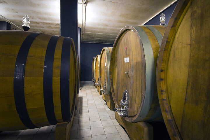 Alba Truffle Hunt and Barolo Tasting: 4-Hour Langhe Tour with Truffle Dog (5/7)