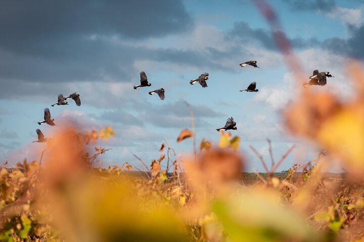Fully Tailored Private Bespoke Margaret River Tour with Guided Walks, Tastings and Lunch (11/12)