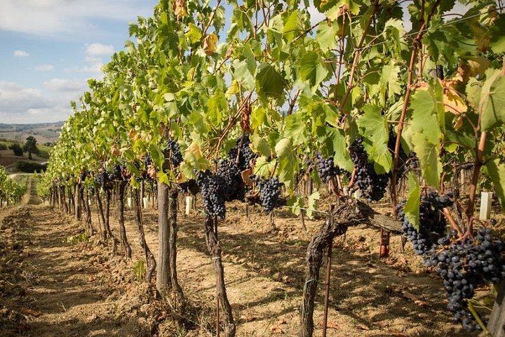 Semi-Private Mercedes Van Wine Day from Florence: San Gimignano and Prosecco (10/12)