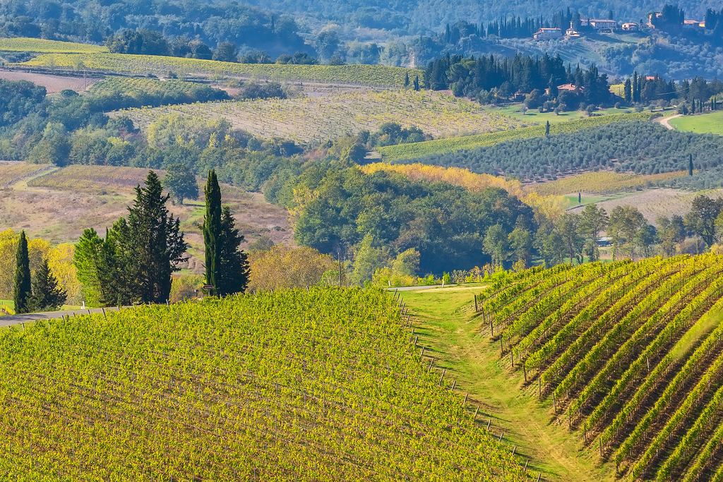 Sunlit vineyard rows on rolling hills with cypress trees and a distant hilltop village in Tuscany