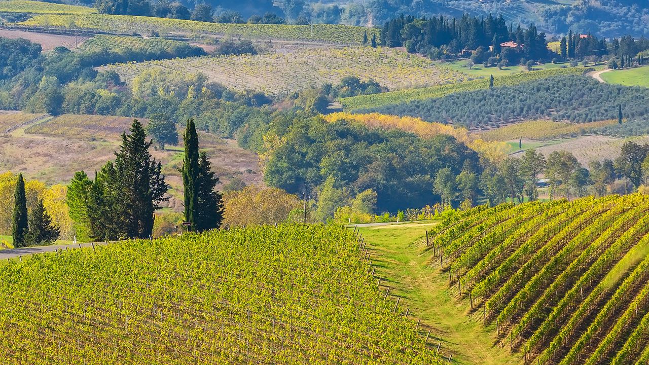 Sunlit vineyard rows on rolling hills with cypress trees and a distant hilltop village in Tuscany, Italy