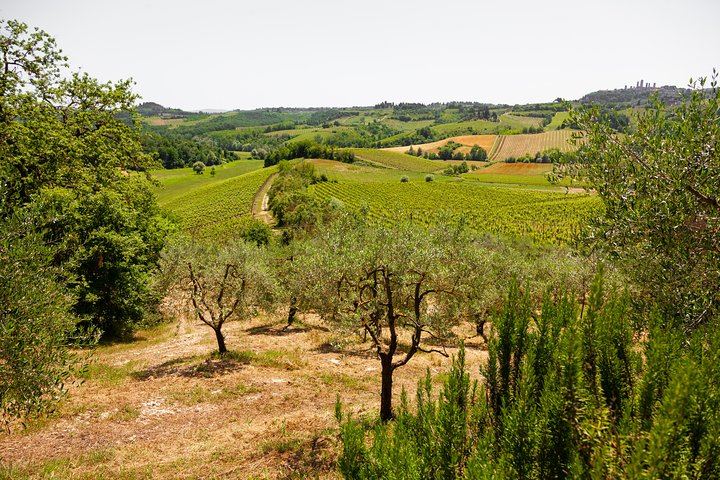 Walkabout Tours Tuscany Day Trip from Florence: Siena, San Gimignano, Pisa, Winery Lunch (7/12)