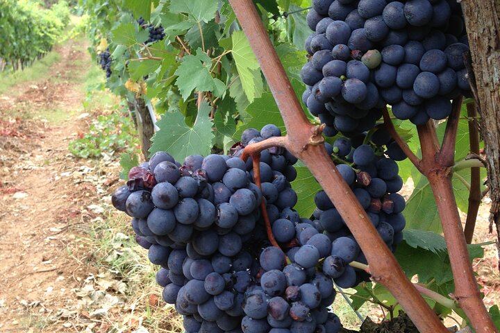 Rome to Tuscany by Train: Chianti and Vernaccia Wineries, San Gimignano (7/11)