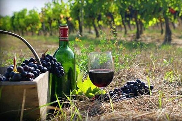 Private Wine Day from Tbilisi: Tsinandali Estate, Shumi Winery and Shuamta