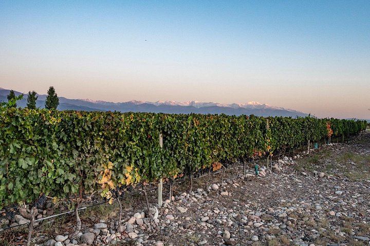 Uco Valley Luxury Wine Day: Salentein, Michelini i Mufatto and Andeluna Lunch (6/12)
