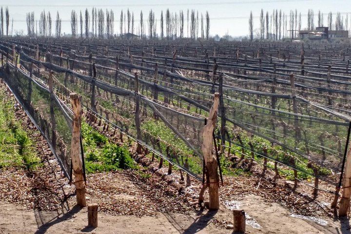 Private Uco Valley Wine Tour: Wineries, Oak Aging Rooms and Paired Lunch (3/5)
