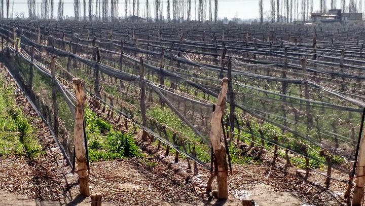 Private Uco Valley Wine Tour: Wineries, Oak Aging Rooms and Paired Lunch (3/5)