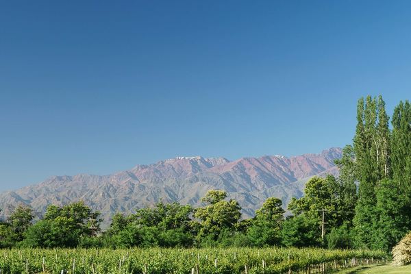 Private Uco Valley Winery Tour from Mendoza: Choose Your Wineries, 8 Hours with Lunch