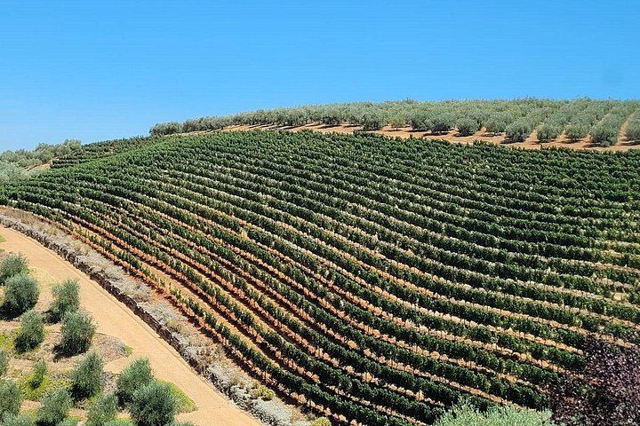 Private Cape Winelands Day from Cape Town: Fairview, Franschhoek, Delaire Graff (9/12)
