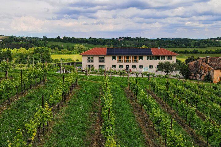 Mani Sagge Prosecco Superiore Tasting in San Pietro di Feletto: Hilltop Walk, 3 Wines (4/6)