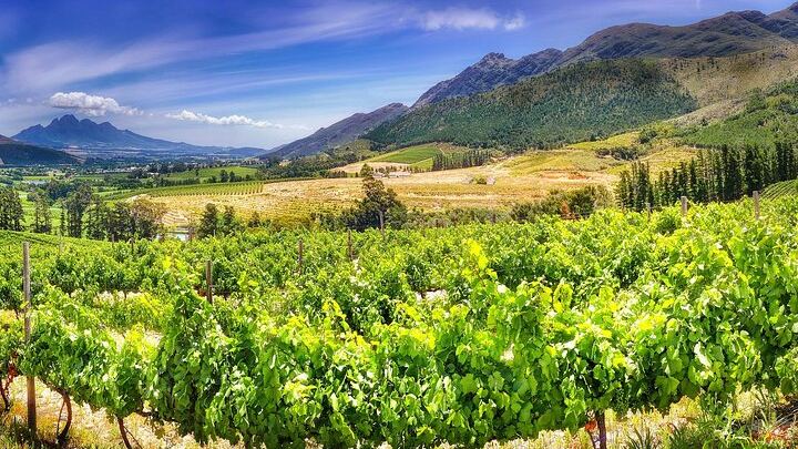 Uncork the Cape Stellenbosch Half-Day Wine Tour: Marianne and Fairview (2/8)