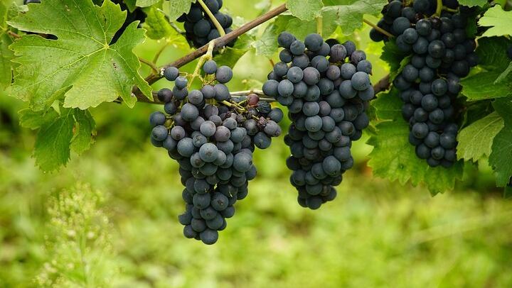 Uncork the Cape Stellenbosch Half-Day Wine Tour: Marianne and Fairview (4/8)