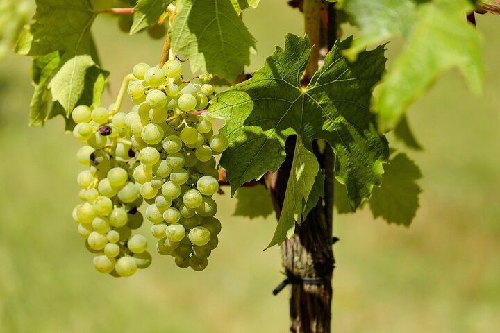Uncork the Cape Stellenbosch Half-Day Wine Tour: Marianne and Fairview (5/8)