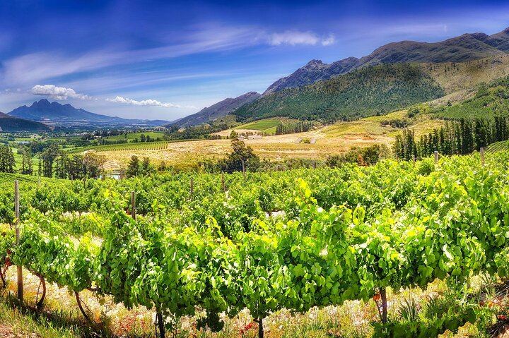 Uncork the Cape Stellenbosch Half-Day Wine Tour: Marianne and Fairview (2/8)