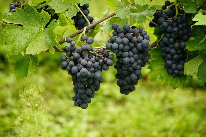 Uncork the Cape Stellenbosch Half-Day Wine Tour: Marianne and Fairview (4/8)