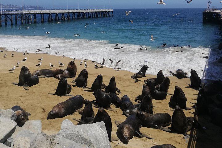 Casablanca Valley Wine Tasting and Valparaiso Heritage Walk, Markets and Elevators (8/12)