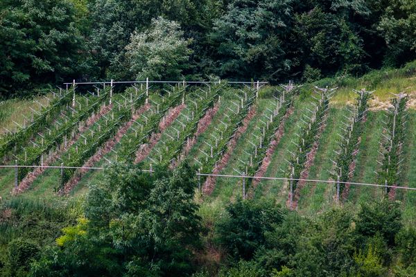 Valpolicella & Amarone Wine Tours