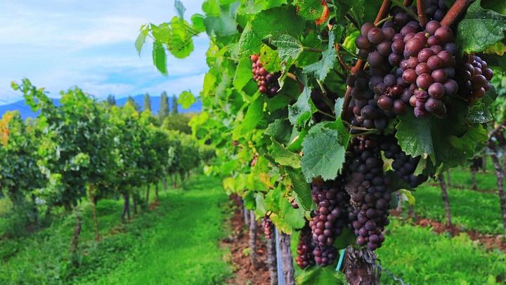 Small-Group Venice Day Trip: Soave, Villa Serego Alighieri Amarone Tasting, Verona Time (1/12)