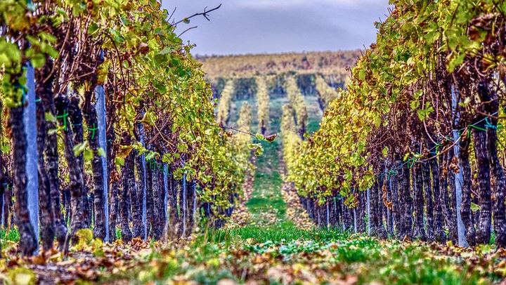Small-Group Venice Day Trip: Soave, Villa Serego Alighieri Amarone Tasting, Verona Time (4/12)