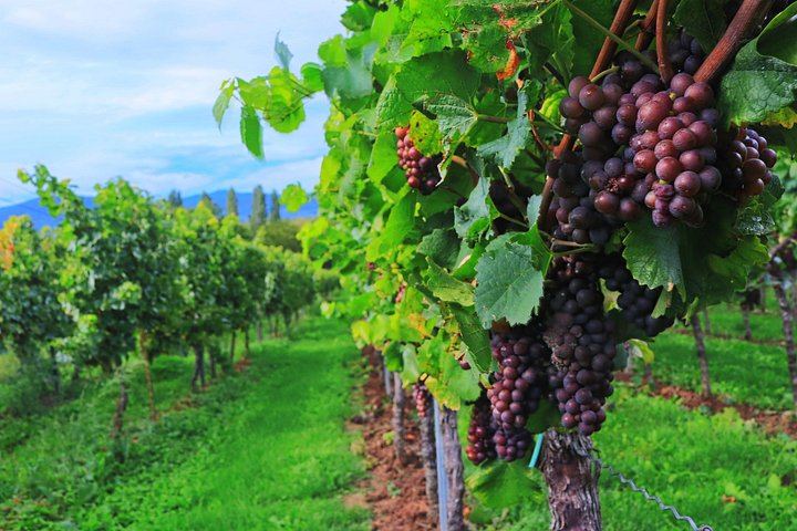 Small-Group Venice Day Trip: Soave, Villa Serego Alighieri Amarone Tasting, Verona Time (1/12)
