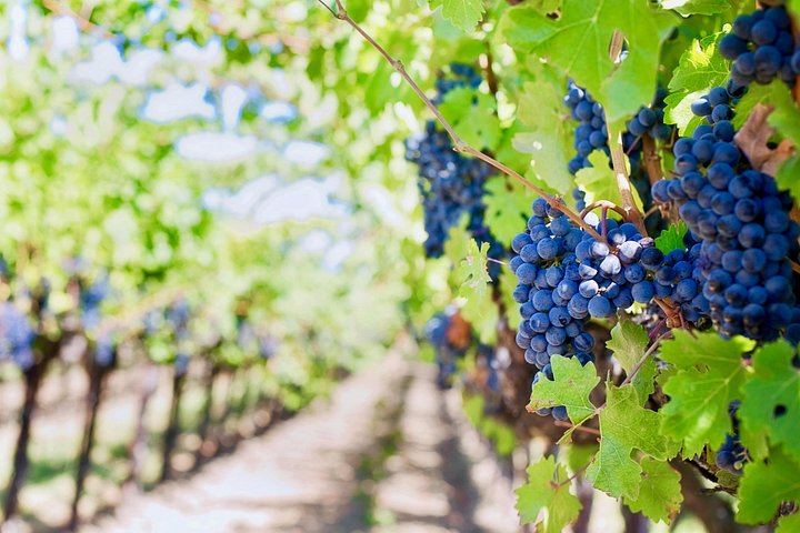 Small-Group Venice Day Trip: Soave, Villa Serego Alighieri Amarone Tasting, Verona Time (8/12)