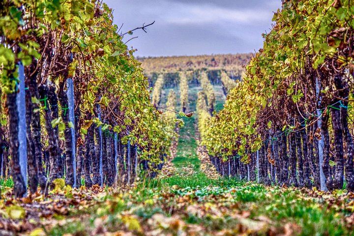 Small-Group Venice Day Trip: Soave, Villa Serego Alighieri Amarone Tasting, Verona Time (4/12)