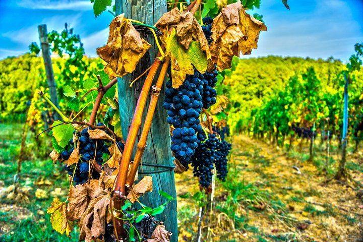 Small-Group Venice Day Trip: Soave, Villa Serego Alighieri Amarone Tasting, Verona Time (12/12)