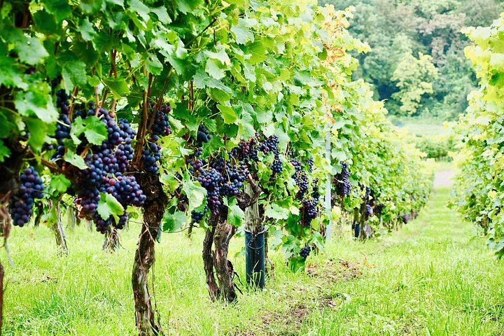 Small-Group Venice Day Trip: Soave, Villa Serego Alighieri Amarone Tasting, Verona Time (10/12)