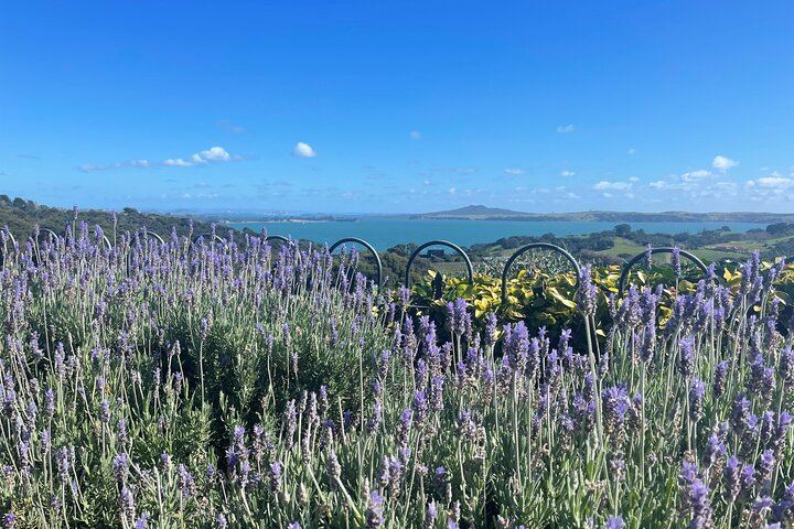 Waiheke Half-Day Scenic Wine Tour: Two Vineyards, Platter Lunch, 12pm Ferry (5/11)
