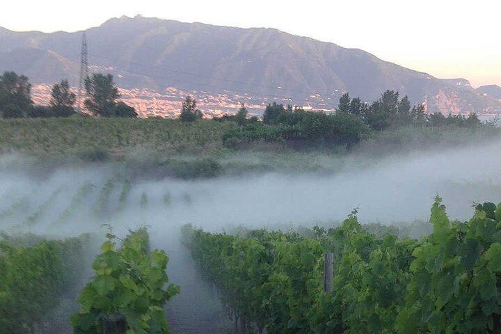 Private Vesuvius Vineyard Walk and Wine Lunch, NWT Sommelier, Transfer from Naples (2/12)