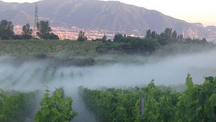 Private Vesuvius Vineyard Walk and Wine Lunch, NWT Sommelier, Transfer from Naples (2/12)