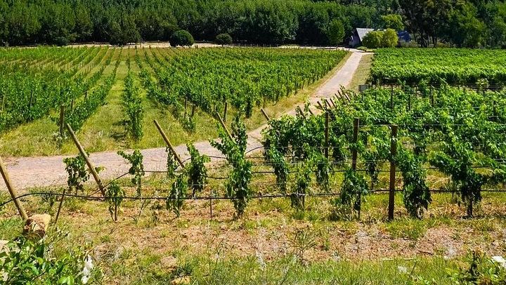 Private Paarl, Stellenbosch and Franschhoek Wine Estate Tour, Cape Winelands (4/6)
