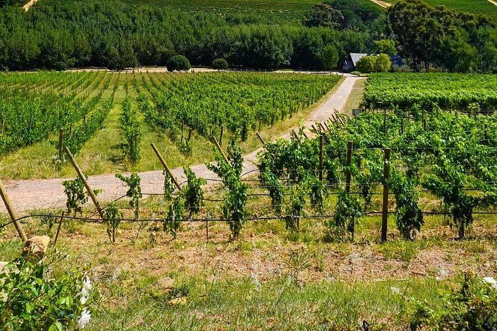 Private Paarl, Stellenbosch and Franschhoek Wine Estate Tour, Cape Winelands (4/6)