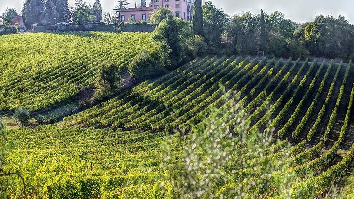 Chianti Classico Private Minivan Day from Florence: Montefioralle, Panzano and Farm Lunch (1/12)