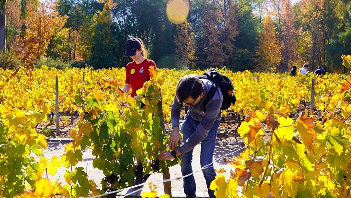 Concha y Toro Premium Wine Center Tour: Guarda del Alto and Four Premium Wines (3/11)