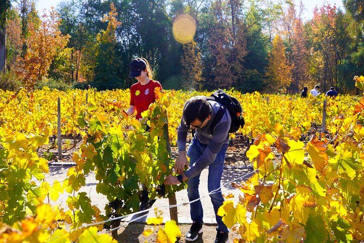 Concha y Toro Premium Wine Center Tour: Guarda del Alto and Four Premium Wines (3/11)