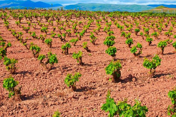 Viña Ijalba Winery Tour in Logroño with Underground Cellar and Three-Wine Tasting