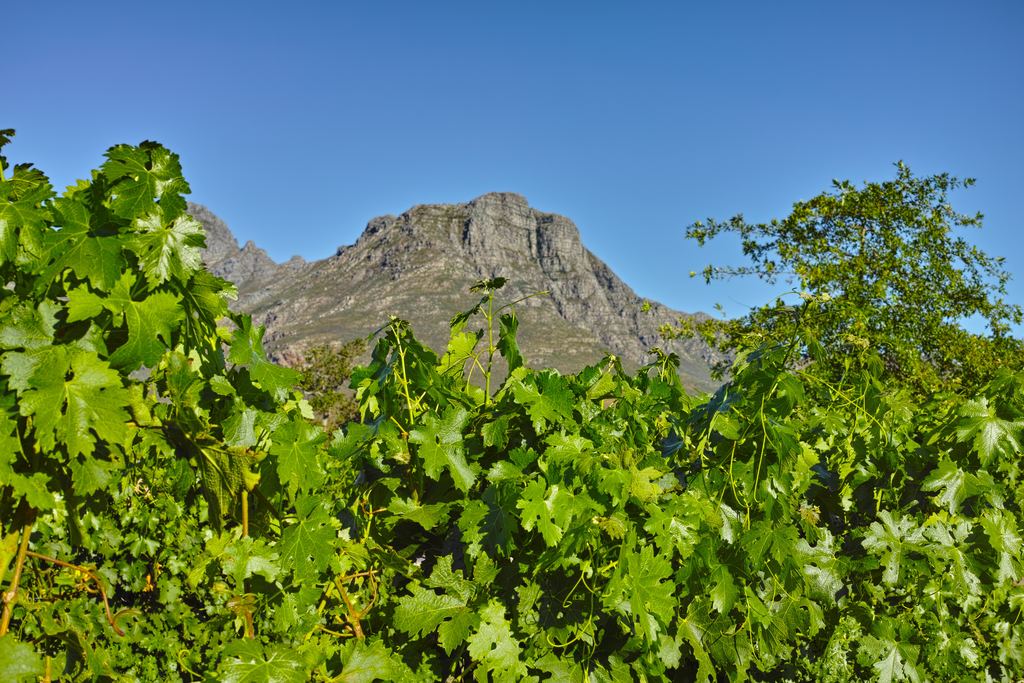 Close view of green vine leaves with a mountain peak behind near Stellenbosch, South Africa